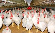 Hướng dẫn kỹ thuật chăn nuôi gà hiệu quả